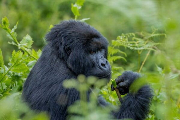 3-Day Gorilla Habituation From Entebbe 3-Day Gorilla Habituation From Entebbe