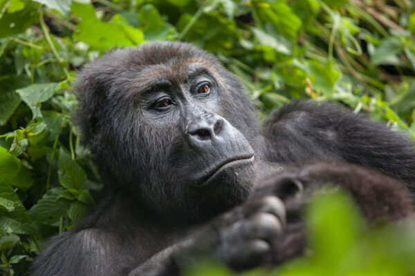 3-Day Gorilla Habituation From Kigali 3-Day Gorilla Habituation From Kigali