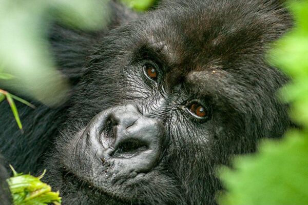 4-Day Mountain Gorilla Habituation Safari 4-Day Mountain Gorilla Habituation Safari