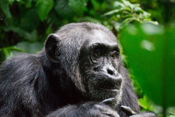 5-Day Gorilla Habituation & Chimpanzee Safari 5-Day Gorilla Habituation & Chimpanzee Safari