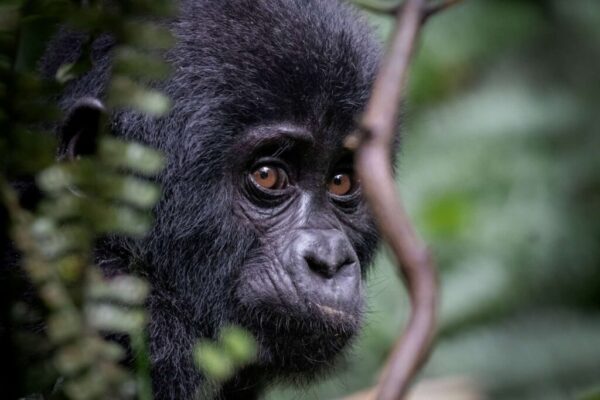 6-Day Gorilla Habituation & Kibale Safari 6-Day Gorilla Habituation & Kibale Safari