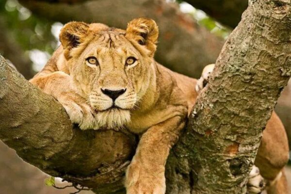 8-Day Luxury Gorilla Habituation & Wildlife Safari 8-Day Luxury Gorilla Habituation & Wildlife Safari