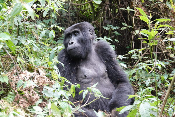 Gorilla Habituation Experience