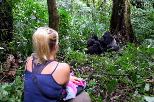 Gorilla Habituation Experience For First-Timers Gorilla Habituation Experience For First-Timers