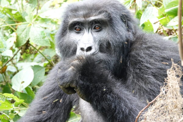 Gorilla Habituation Experience