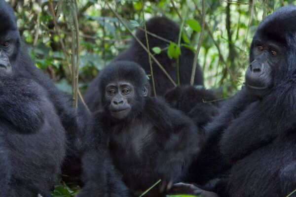 Gorilla Habituation Experience vs Gorilla Trekking Gorilla Habituation Experience vs Gorilla Trekking