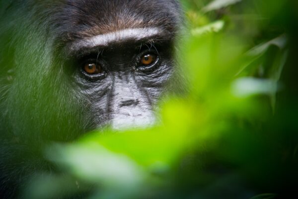 Gorilla Habituation Safaris