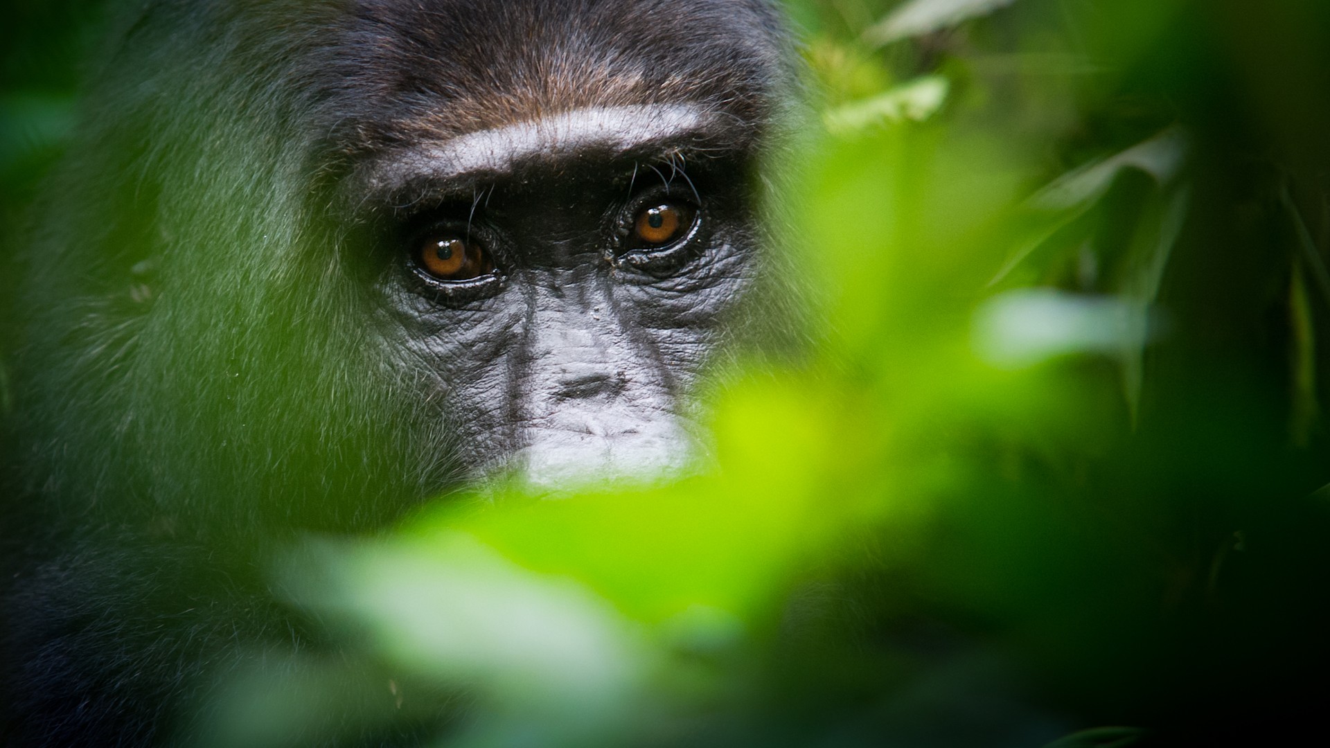 Gorilla Habituation Safaris