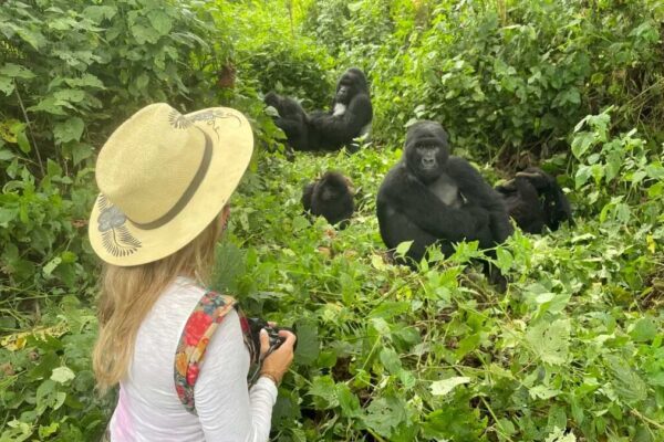 Gorilla Habituation Safaris Gorilla Habituation Safaris