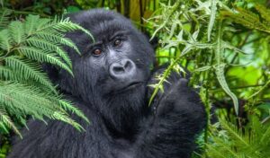 Gorilla Habituation Worth Gorilla Habituation Worth