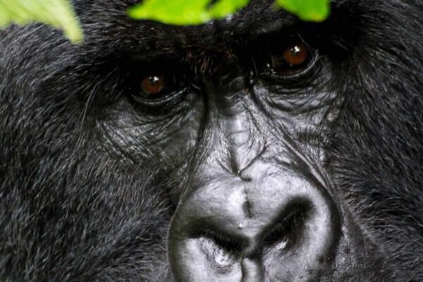 Gorilla Reviews Gorilla Reviews