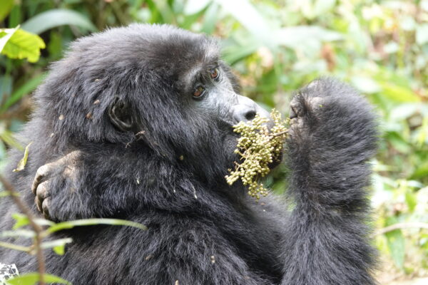 Gorilla Trekking