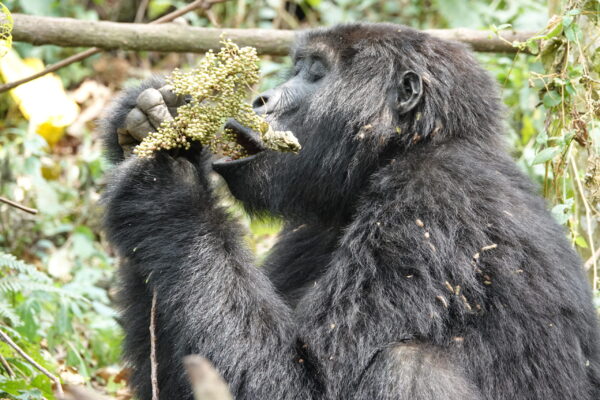 Mountain Gorillas Mountain Gorillas