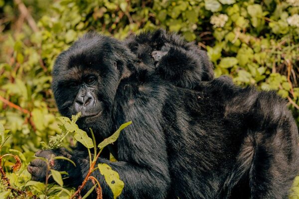 Uganda Gorilla Reviews Uganda Gorilla Reviews